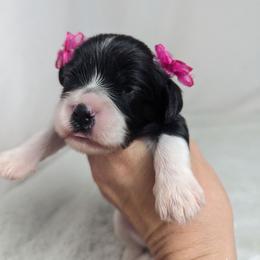 Esther - Black and white female Cavalier King Charles Spaniel puppy in Seymour, Missouri from Painted Blessing's AKC Cavaliers LLC