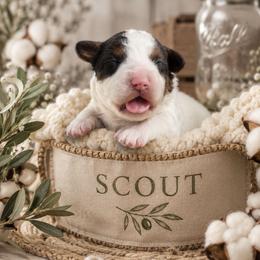 Scout (Green) - Black and white male Aussiedoodle puppy in Byron, Georgia from Southern Olive Doodles 🫒