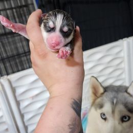 Siberian Husky Puppies from Spirit of the Moon Siberians