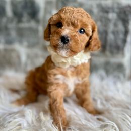 Honey - Apricot female Cavapoo puppy in Natural Bridge, Virginia from Padgetts Hill Puppies