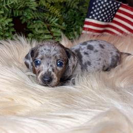 Nyxara - Dapple female Dachshund puppy in Washburn, Tennessee from Clinch Mountain Dachshunds
