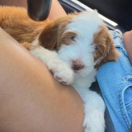 Aurora BLUE EYES - Merle female Bernedoodle puppy in Horseshoe Bend, Idaho from Over the Moon Poodles and Doodles