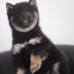 Taya  💕 Black and Tan Girl - Black and tan female Shiba Inu puppy in Neosho, Missouri from Sunny Terrace Shibas