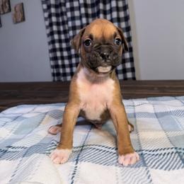 Boy 3 - Fawn male Boxer puppy in Prestonsburg, Kentucky from Bre’s Boxers
