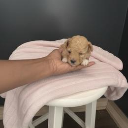 Shell - Apricot female Poodle puppy in Lancaster, South Carolina from Semone’s Poodles