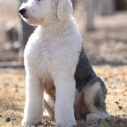 Goldendoodles, Poodles, and Sheepadoodles from Pawpanion