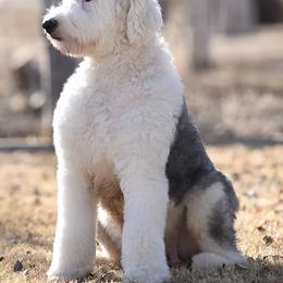 Goldendoodles, Poodles, and Sheepadoodles from Pawpanion