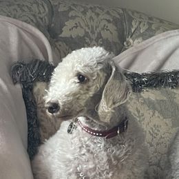 Bedlington Terriers from Snowcap Bedlingtons