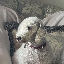 Bedlington Terriers from Snowcap Bedlingtons