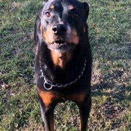 Rottweilers from Lexi’s Dream