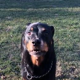Rottweilers from Lexi’s Dream