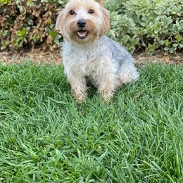 Yorkshire Terrier Puppies from Sunshine Yorkies
