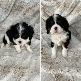 Cavalier King Charles Spaniel Puppies from Southern Valley Cavaliers