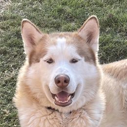 Koda - Siberian Husky