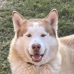 Koda - Siberian Husky