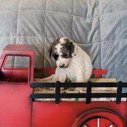 Light blue collar - Blue merle male Bernedoodle puppy in Wallace, Michigan from Daisy's Doodles