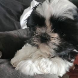 GIRL 1 - Black and white female Shih Tzu puppy in Little Falls, Minnesota from Tough Shih