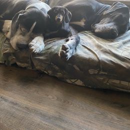 Dachshund and Great Dane Puppies from Bellator Danes & Mini Dachshunds