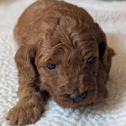 Grey - Red  male Goldendoodle puppy in Connecticut from Valley View Doodles