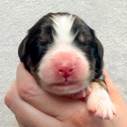 Angelica (Pink collar) - Tri-color female Bernedoodle puppy in Boiling Springs, South Carolina from OlliePups, LLC