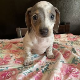 Girl 1 - Blue and tan Dachshund puppy in Missoula, Montana from Rocky Mountain Dachshunds