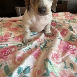 Girl 1 - Blue and tan Dachshund puppy in Missoula, Montana from Rocky Mountain Dachshunds