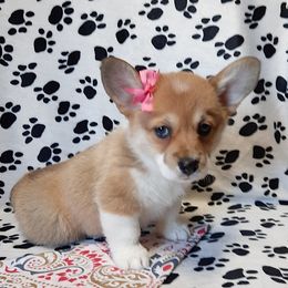 Pembroke Welsh Corgis from Pitter Patter Paws
