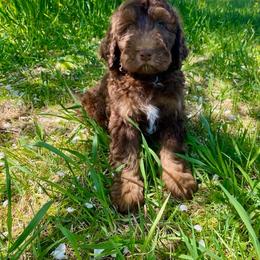 Jimmy - Chocolate merle male Bernedoodle puppy in Spring Valley, Wisconsin from Filipiak Breeders