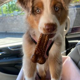 Australian Shepherds and Miniature American Shepherds from Hemlock Brook Farm and Kennels