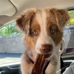 Australian Shepherds and Miniature American Shepherds from Hemlock Brook Farm and Kennels