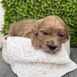 Clover - Apricot female Goldendoodle puppy in Clinton, Utah from Golden Law Kennels