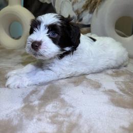 Big Mac - Parti male Miniature Schnauzer puppy in Menifee, California from Violet’s Meadow
