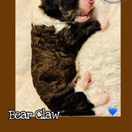 Bear Claw - Sable male Bernedoodle puppy in Belleville, Michigan from Moose Tracks Bernedoodles