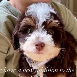 Bernedoodles and Goldendoodles from Teddy Puppies