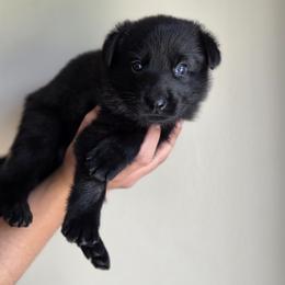 German Shepherd Puppies from Von Schwarzen Herz German Shepherds