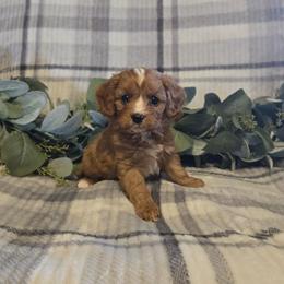 Boy 2 - Red male Cavapoo puppy in Copan, Oklahoma from Tatums cavapoos