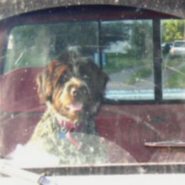 Wirehaired Pointing Griffons from Ear Mountain Griffons