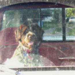 Wirehaired Pointing Griffons from Ear Mountain Griffons