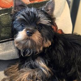Yorkshire Terrier puppies from Luxe Yorkshire Terriers
