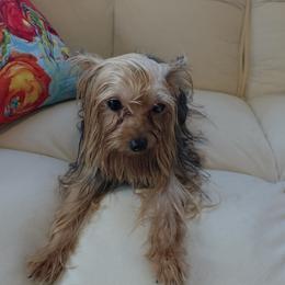 Beans - Yorkshire Terrier