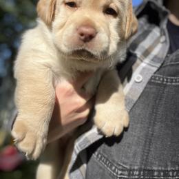 Hermione - Yellow female Labrador Retriever puppy in Rochester, New Hampshire from Merrydale Labradors