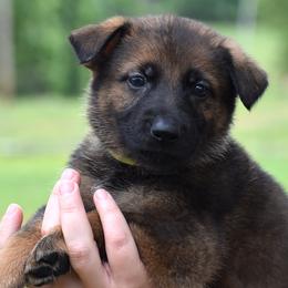 Lime Collar Girl - Sable female German Shepherd puppy in Oxford, Arkansas from Atlas Shepherds