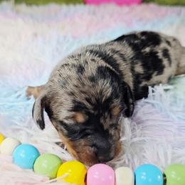 Expresso - Dapple female Dachshund puppy in Rio Grande City, Texas from Hounds All Night