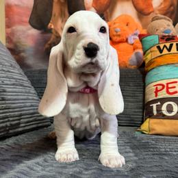 Betty White - Lemon and white female Basset Hound puppy in Pilot Mtn, North Carolina from Lowdown Love Basset Hounds