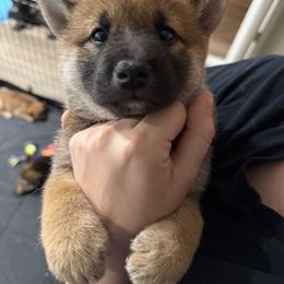 Shiba Inu Puppies from Shiba Co.