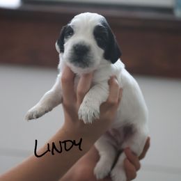 Lindy - Blue roan female English Cocker Spaniel puppy in New Mexico from HighBrassGunDogs