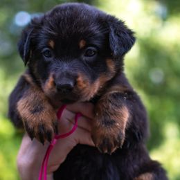 Splice - Black and rust female Beauceron puppy in Medina, Ohio from Beaucerons Des Vents