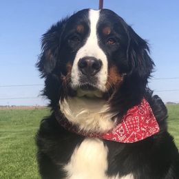 Chilly - Bernese Mountain Dog