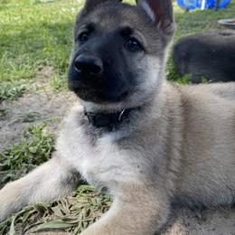 German Shepherd Puppies from Scenic City Shepherds