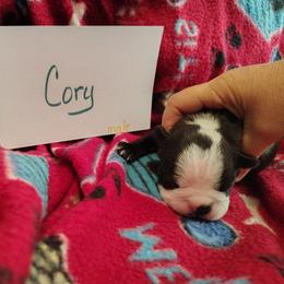 Cory - Black and white male Boston Terrier puppy in Headland, Alabama from Crystal Carlisle's Boston Terriers